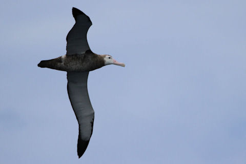 Wandering Albatross (Diomedea exulans)